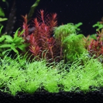 植栽から74日目　ウォーターローン